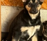 ЩЕНКИ С КЛАДБИЩА В ДАР, ИЩУТ ДОМА!