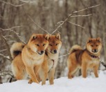 Сиба шиба ину с документами 