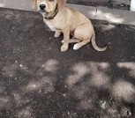 ЩЕНКИ ИЗ ЛЕСА ИЩУТ ДОМА! В ДАР! 