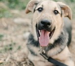 ЩЕНКИ ИЗ УСЫПАЛКИ В ДАР! ИЩУТ ДОМА ИЛИ ПЕРЕДЕРЖКУ!