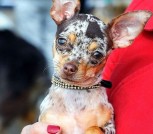 Пражский крысарик