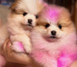 Продаю щенка померанского шпица