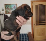 Боварская горная гончая