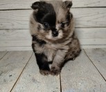 Померанский шпиц, щенки с самым изысканным окрасом!