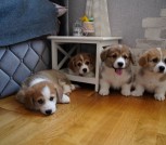 изображение_viber_2022-04-13_12-05-31-973