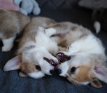 изображение_viber_2022-04-13_12-05-35-653