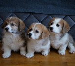 изображение_viber_2022-04-13_12-05-36-763