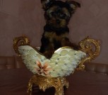 IMG-44feb9f4865ab5918a123b4ea9ac9782-V