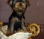 IMG-76ad3f3157353c815504cc34cf0408a5-V