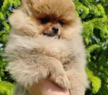 Screenshot_2022-05-29-15-27-20-013_com.miui.gallery