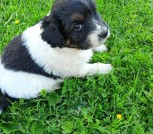 IMG-61b38c6fd9e660eba447971332624402-V