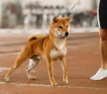 IMG-ce2f11cb88ff3e3789cc70f4b94f6a5a-V