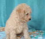 IMG-26618ab847f2b623e967aedd3bc5c336-V