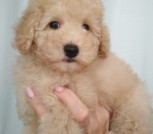 IMG-6b1bc462ac94752ce6dbb8d8b2711f87-V