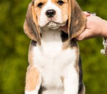 1_Oasis_Boy_With_The_Blues_2