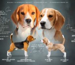 2023_Ора_помет_О 