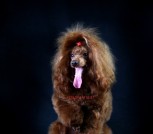 IMG-8f954d4baf60c7669cf2aeacd6b553e0-V