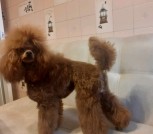 IMG-96f5ce5f50f311d0d65a0784bff39d5a-V