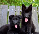 детки Вацы-6peg