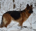 Сэм зимой стоит