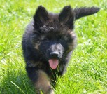 Вердины детки-10peg