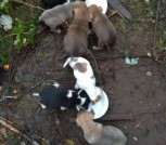 щенки 1,5месяца