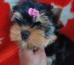 IMG-883ae249a98fd9003fce18215e80d4cc-V