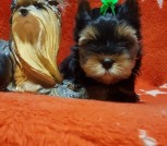 IMG-c9bc8c1466aabb6928db6d5a53e90780-V