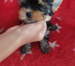 IMG-dbf63e634e1934d1540764ee8c231015-V