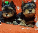 IMG-eded097102dac4e8a4d157d0987247f5-V