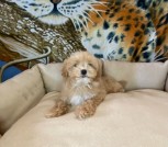 IMG-dda83359d0de45b73777ef6e46dc2e4a-V