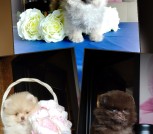 GridArt_20250415_132858237