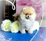 Polish_20250415_123023441