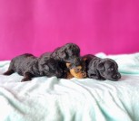 IMG_20250413_191914_159