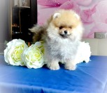 Polish_20250415_123308113