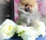 Polish_20250415_123826557