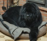 Миша у камина мин