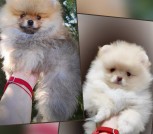 GridArt_20250422_100358162