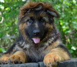 Астана кобель-1-3