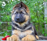 Астана кобель-2-1