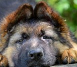 Астана кобель-2-3