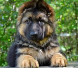 Астана кобель-3-1