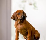 Screenshot_2025-06-06-15-03-05-656_com.mi.globalbrowser-edit