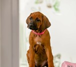 Screenshot_2025-06-06-15-03-24-556_com.mi.globalbrowser-edit