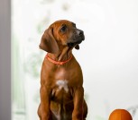 Screenshot_2025-06-06-15-05-17-761_com.mi.globalbrowser-edit