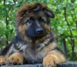 Астана кобель-1-4