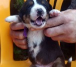 Фиолетовый