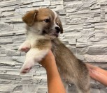 a8955747-8950-4366-8774-6c5c71486c8e