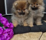 Polish_20250926_145148269