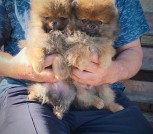 Polish_20250926_145702593